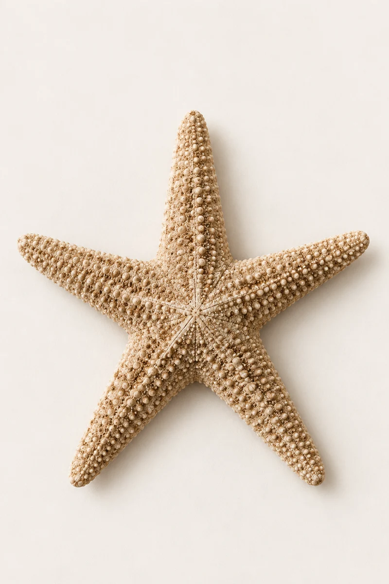 Sea Star
