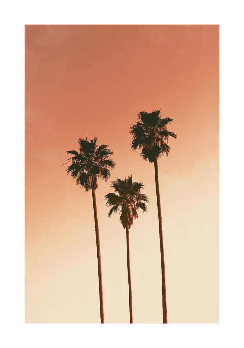 Palm II