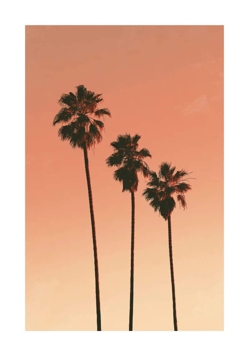 Palm III — Illustrations collection