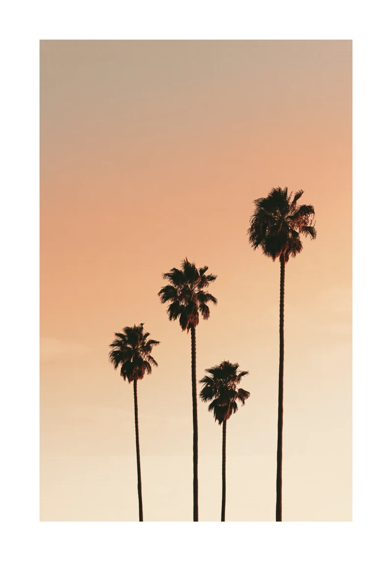 Palm IV