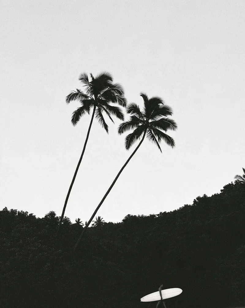 Leaning Palms