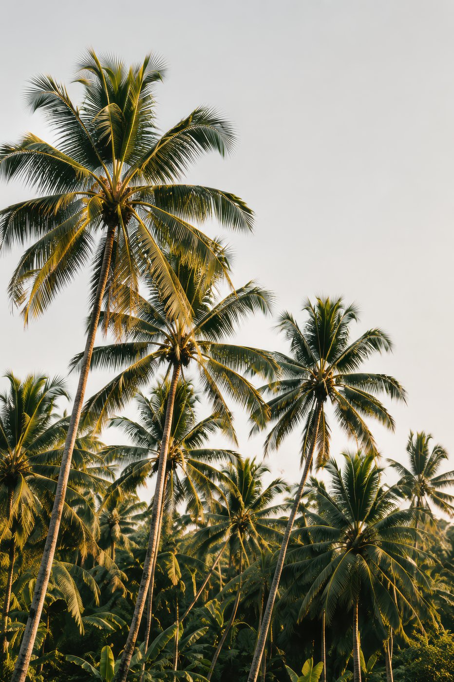 Tropical collection
