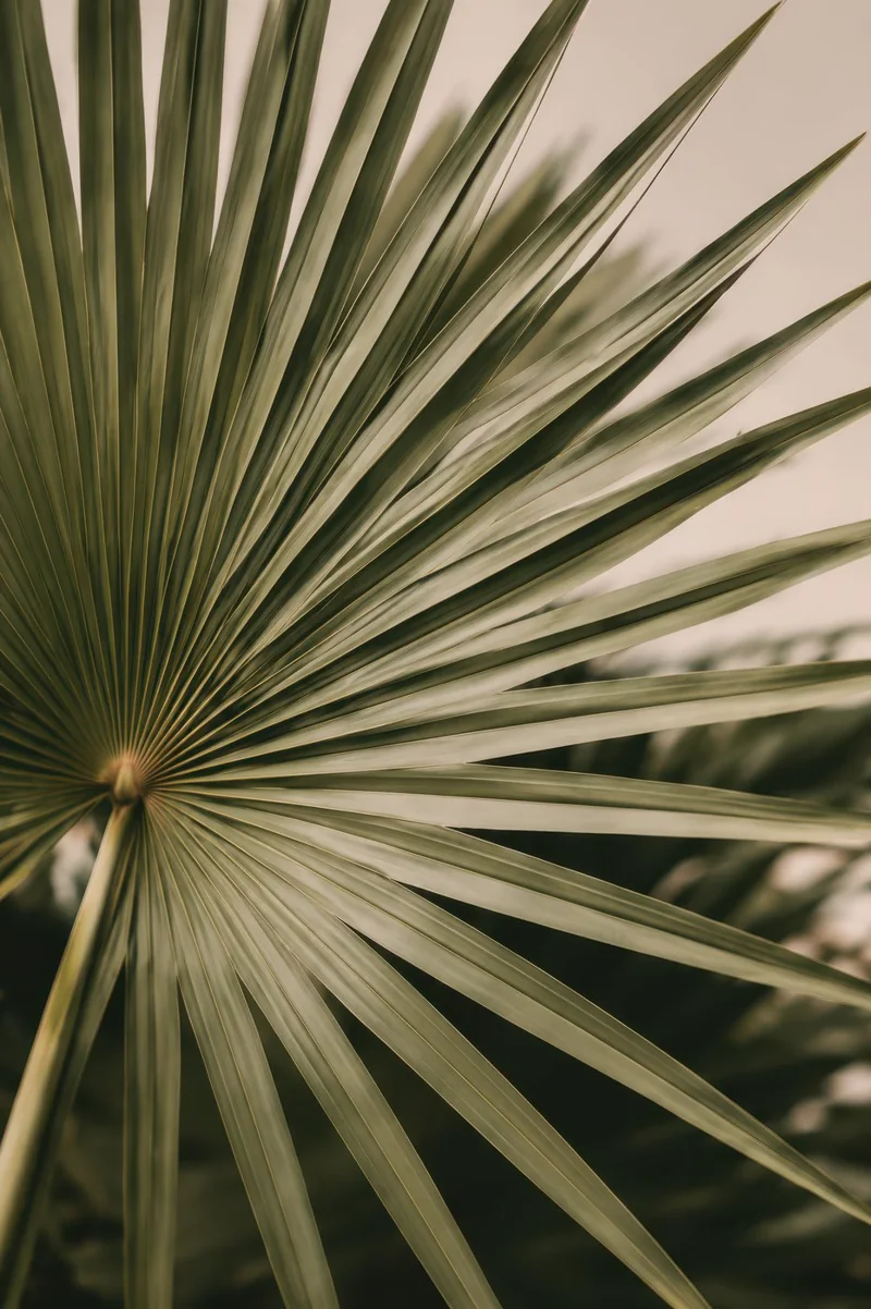 Palmetto Fan